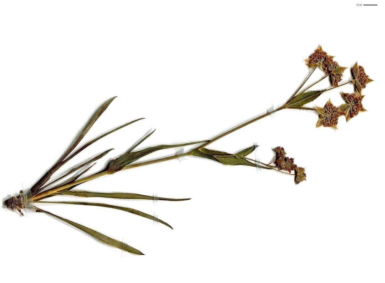 Bupleurum ranunculoides subsp. ranunculoides var. ranunculoides (Apiaceae)